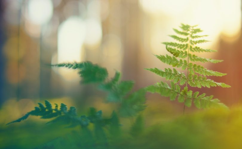 Sembrador de esperanza. Defiende tu fe.